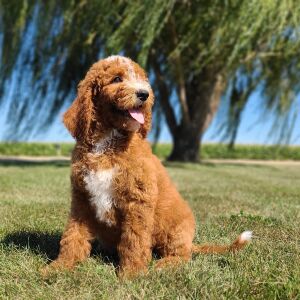 Goldendoodle Puppy Miro
