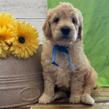 Goldendoodle Puppy Lucky