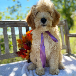 Goldendoodle Puppy Lucky