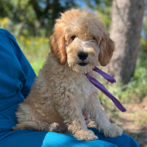 Goldendoodle Puppy Lucky