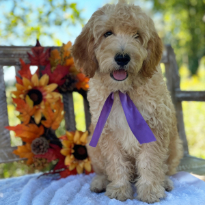 Goldendoodle Puppy Lucky