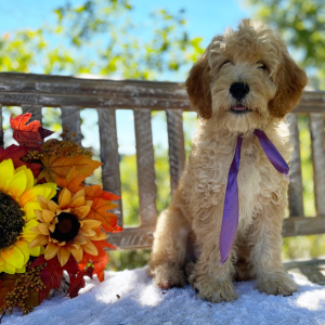 Goldendoodle Puppy Lucky