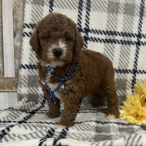 Goldendoodle Puppy Samson
