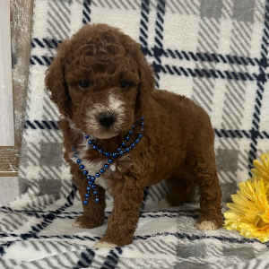 Goldendoodle Puppy Samson