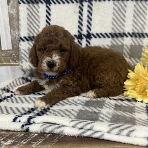 Goldendoodle Puppy Samson