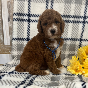 Goldendoodle Puppy Samson