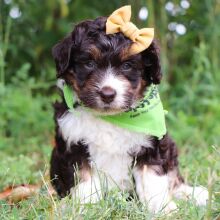Bernedoodle Puppy Peppa