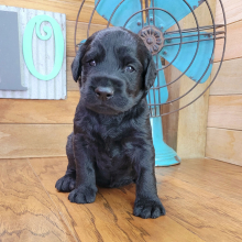 Labradoodle Puppy Zoe
