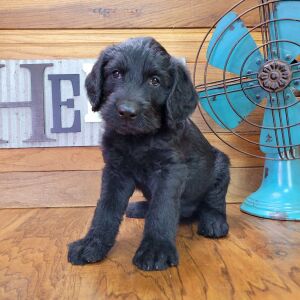 Labradoodle Puppy Zoe