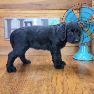 Labradoodle Puppy Zoe