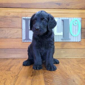 Labradoodle Puppy Zoe