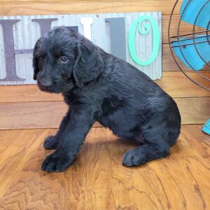 Labradoodle Puppy Zoe