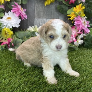 Havapoo Puppy Howie