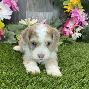 Havapoo Puppy Howie