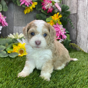 Havapoo Puppy Howie