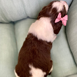 English Springer Spaniel Puppy Romita