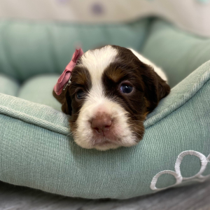 English Springer Spaniel Puppy Romita