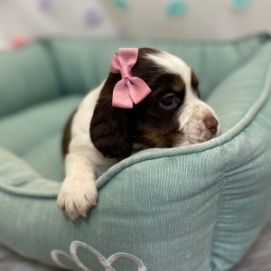 English Springer Spaniel Puppy Romita