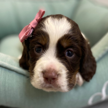 English Springer Spaniel Puppy Romita