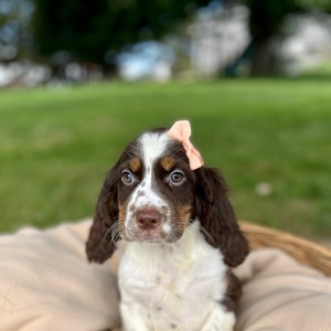 English Springer Spaniel Puppy Romita