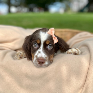 English Springer Spaniel Puppy Romita