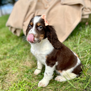 English Springer Spaniel Puppy Romita