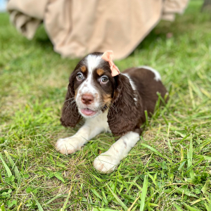 English Springer Spaniel Puppy Romita