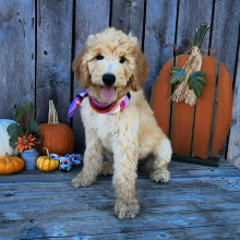 Goldendoodle Puppy Malani