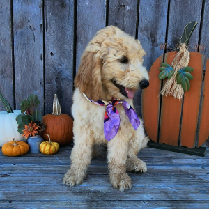 Goldendoodle Puppy Malani