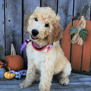 Goldendoodle Puppy Malani
