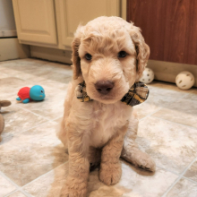 Goldendoodle Puppy Geist