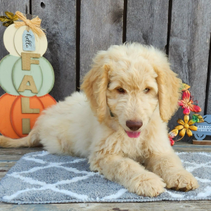 Goldendoodle Puppy Geist