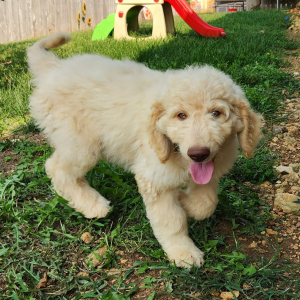 Goldendoodle Puppy Geist