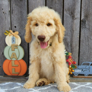 Goldendoodle Puppy Geist