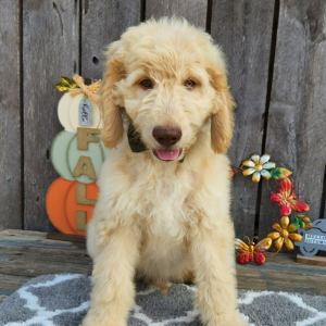 Goldendoodle Puppy Geist