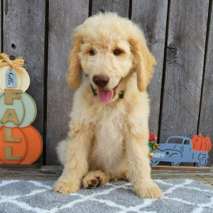 Goldendoodle Puppy Geist