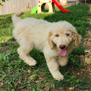 Goldendoodle Puppy Geist