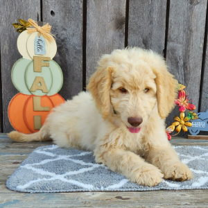 Goldendoodle Puppy Geist