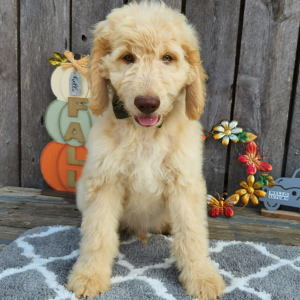 Goldendoodle Puppy Geist