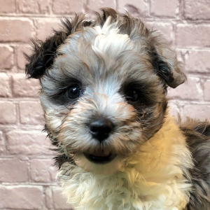 Shihpoo Puppy Archer