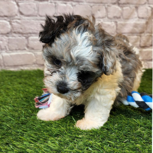 Shihpoo Puppy Archer