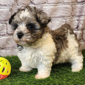 Shihpoo Puppy Archer