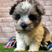Shihpoo Puppy Archer