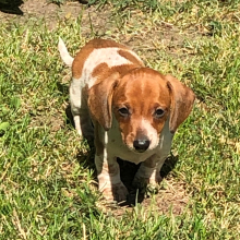 Dachshund Puppy Nolle