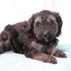Maltipoo Puppy Penelope