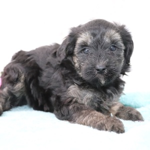 Maltipoo Puppy Penelope