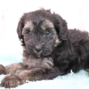 Maltipoo Puppy Penelope