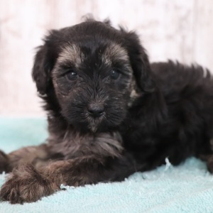 Maltipoo Puppy Penelope