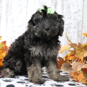 Maltipoo Puppy Penelope