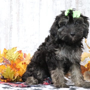 Maltipoo Puppy Penelope